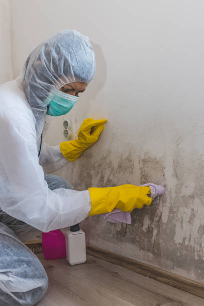 Best Dehumidification Services  in East Kapolei, HI