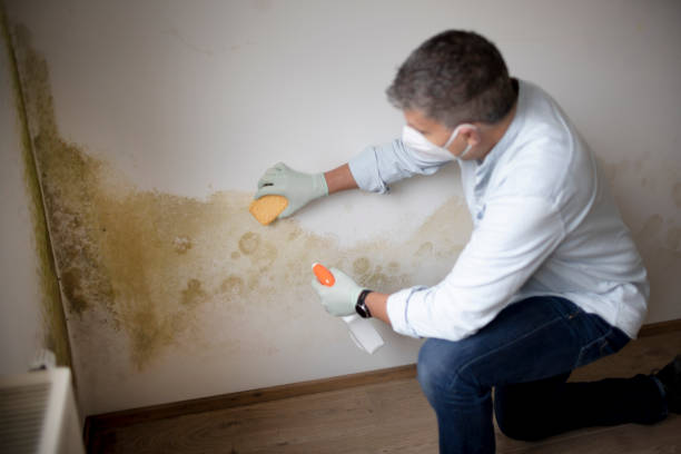Mold Remediation for Rental Properties in East Kapolei, HI